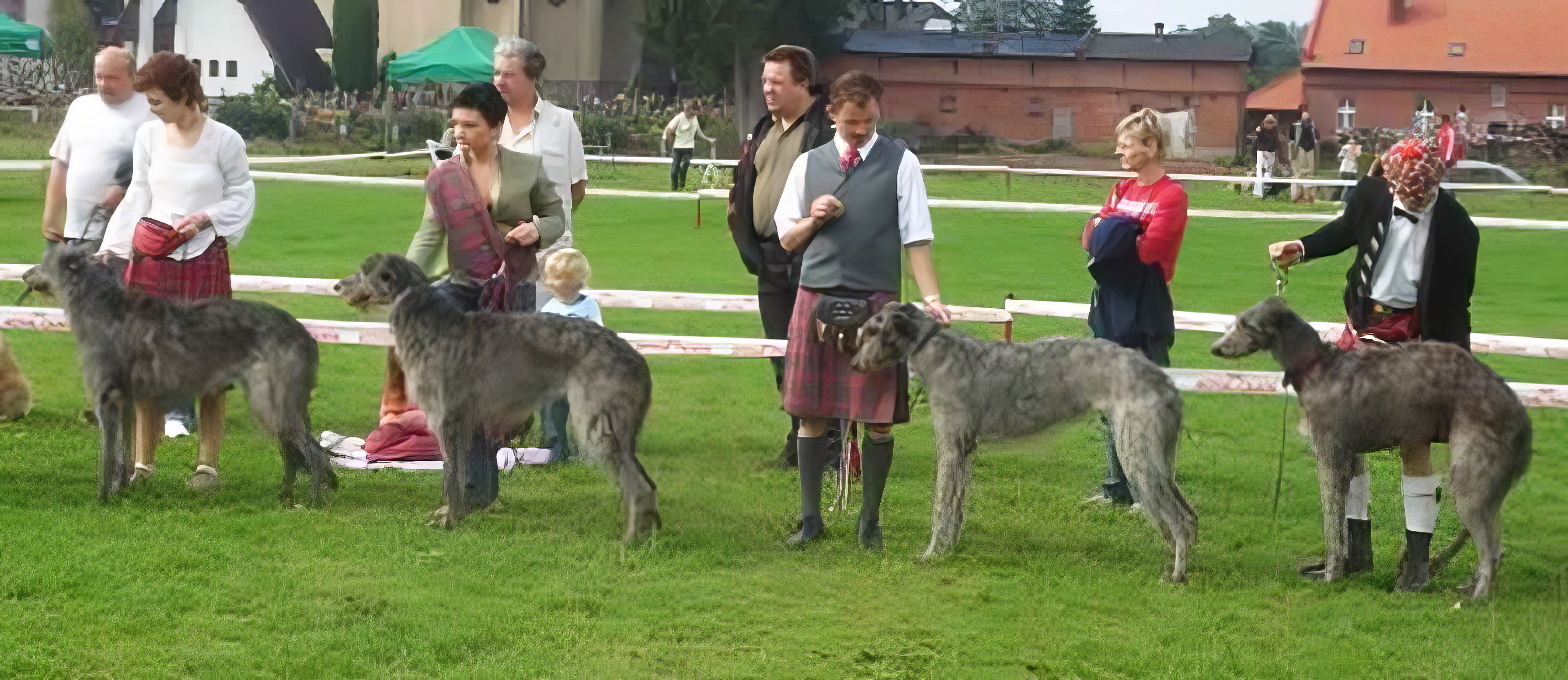 scottish deerhound show dogs competition field topaz enhance 4x faceai