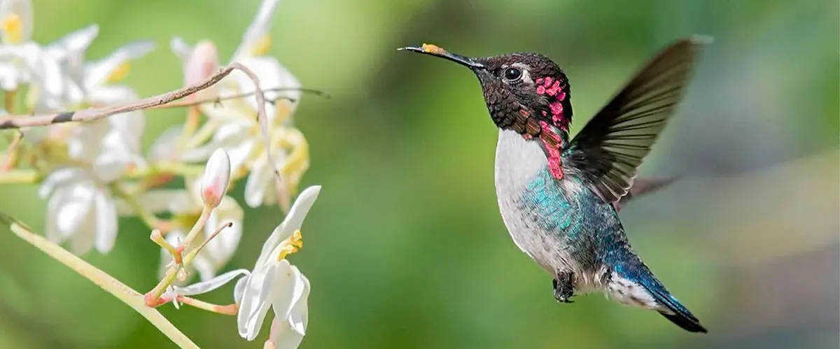bee hummingbird feeding on nectar from white flowers