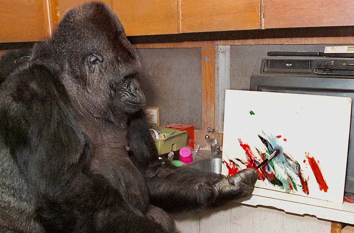 Koko the gorilla painting