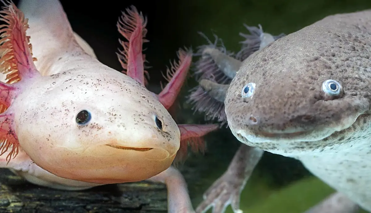 why are axolotls critically endangered