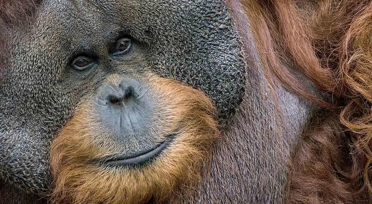 Orangutan male big face 