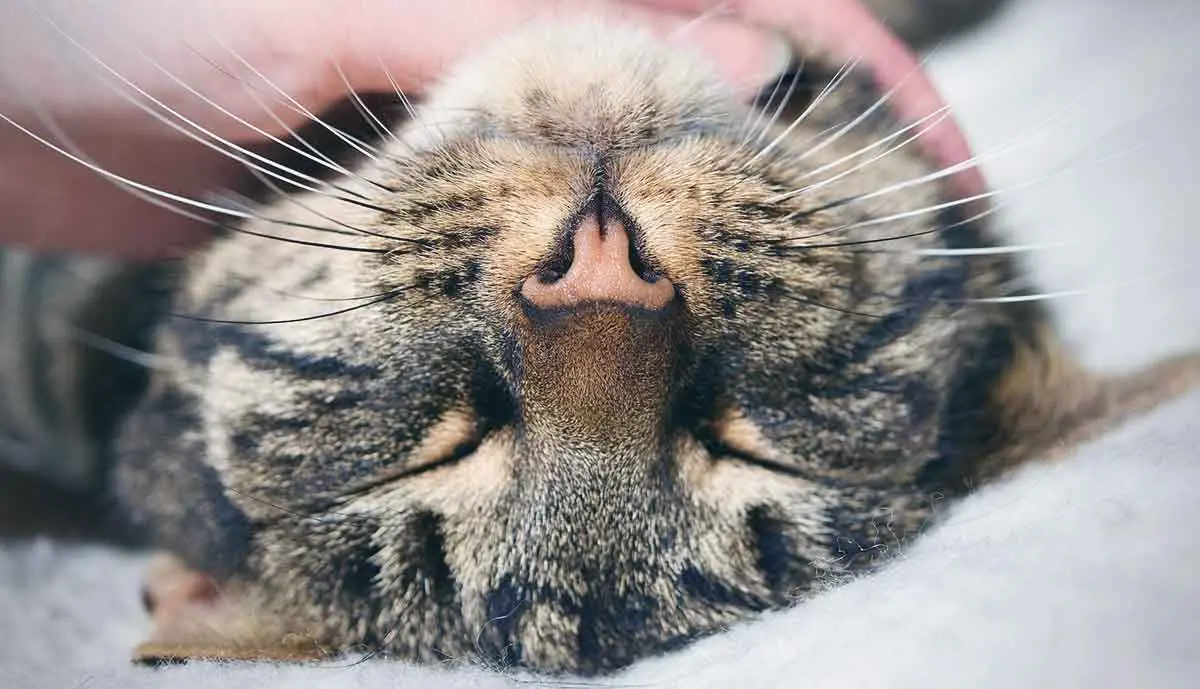 upside down cat relaxed petted
