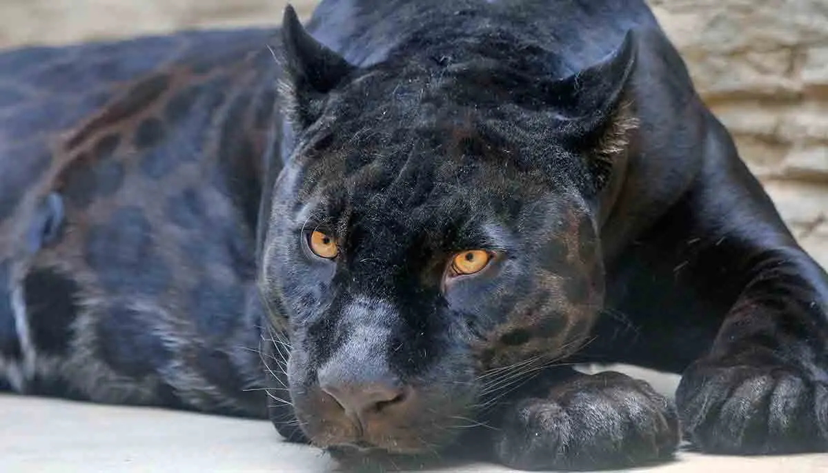 black panther magnificent black cat