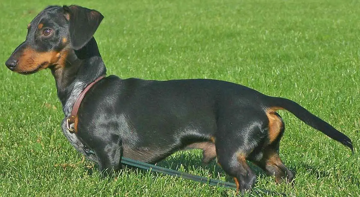 black dachshund standing with lead on green lawn