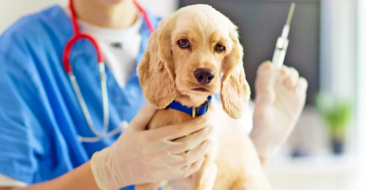 dog getting vaccines