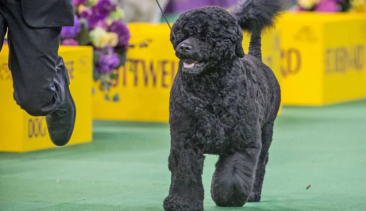 pwd westminster dog show