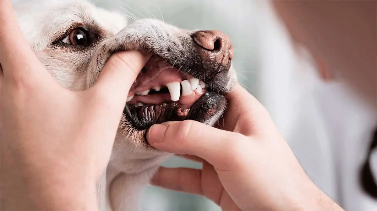 Dog teeth inspection