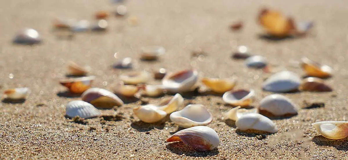 seashells in sun