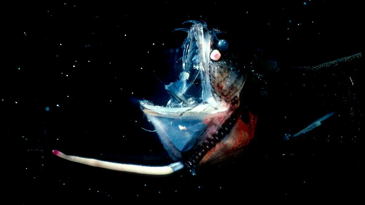dragonfish bioluminescent lure