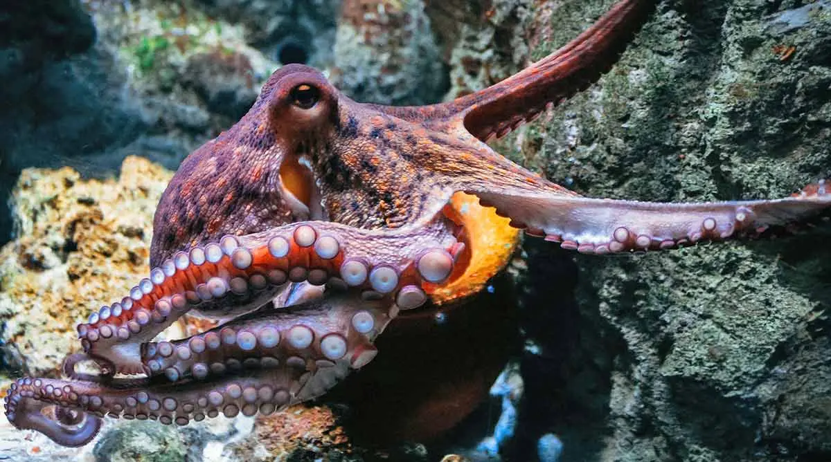 octopus crawling over rocks