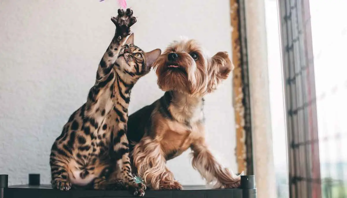 Cat and Dog Playing with Fluffy Toy