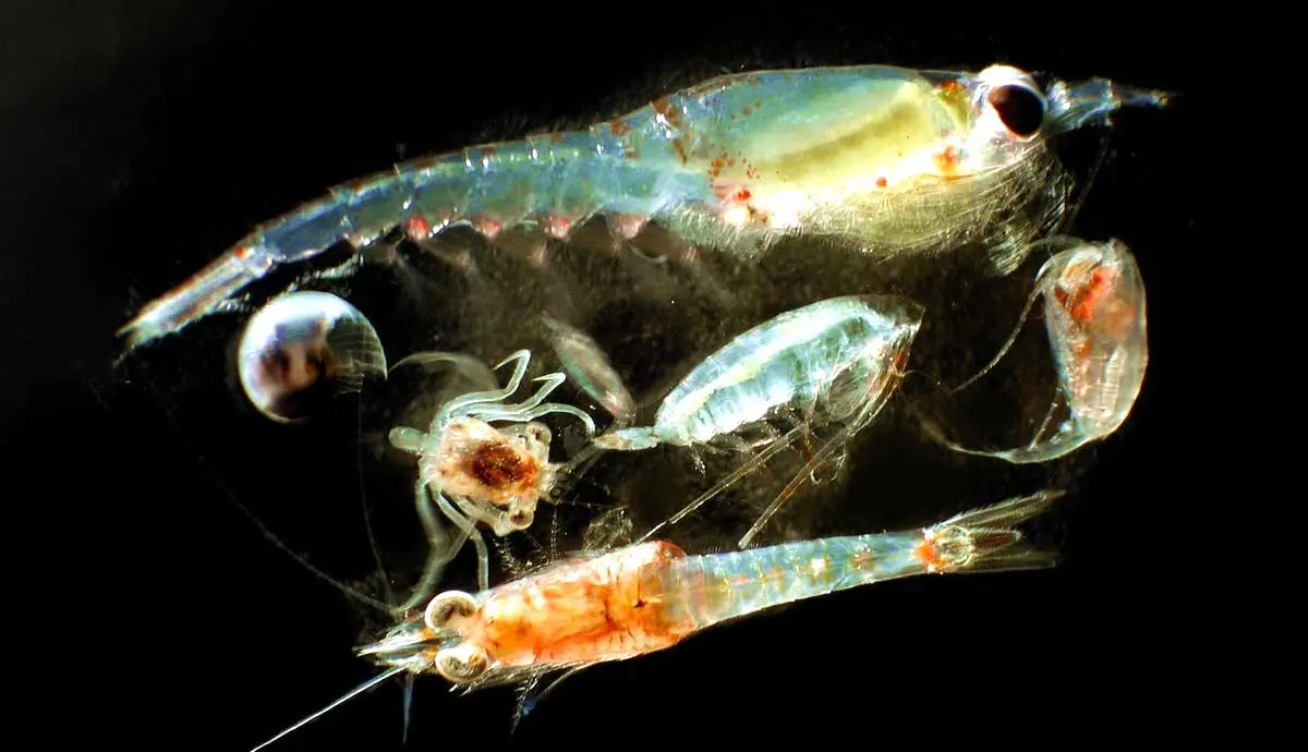 different types of plankton