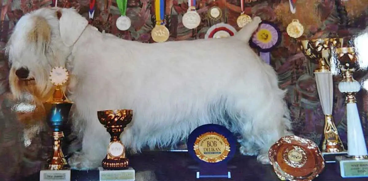 sealyham terrier champion best in show award winner