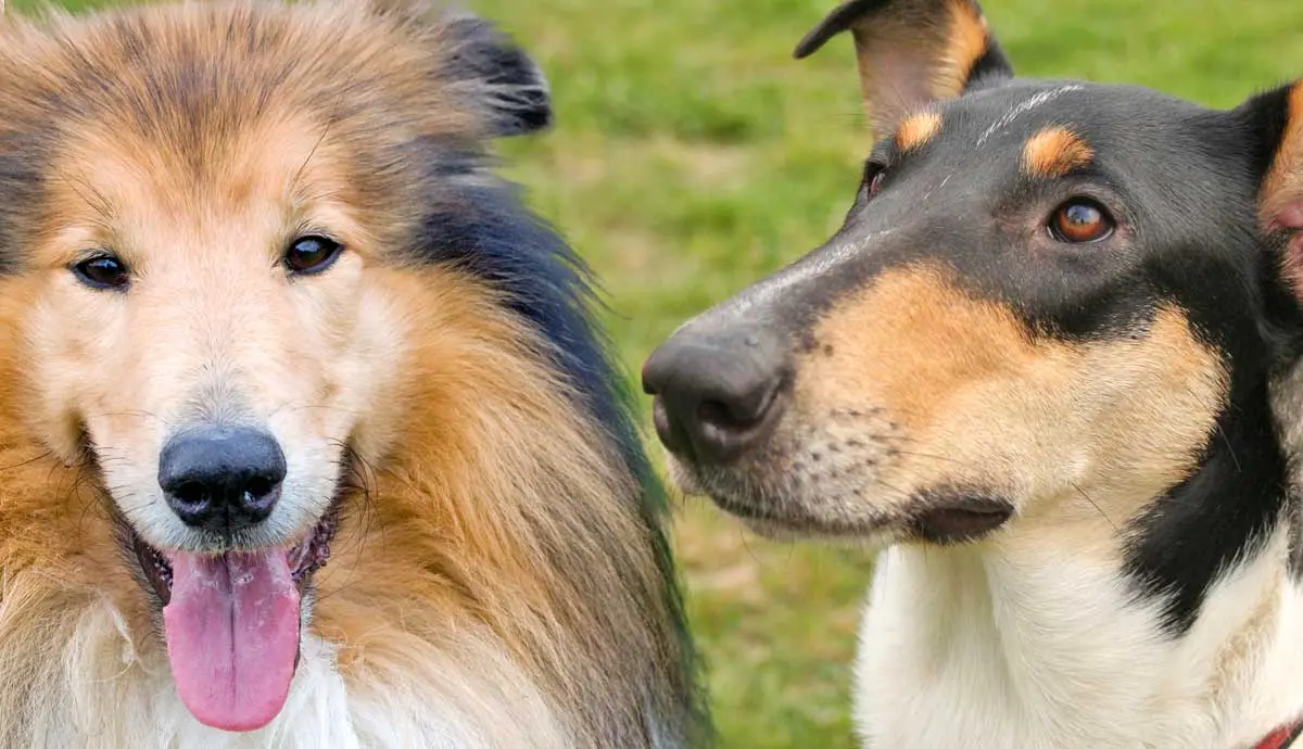 rough collie vs smooth collie is there a difference