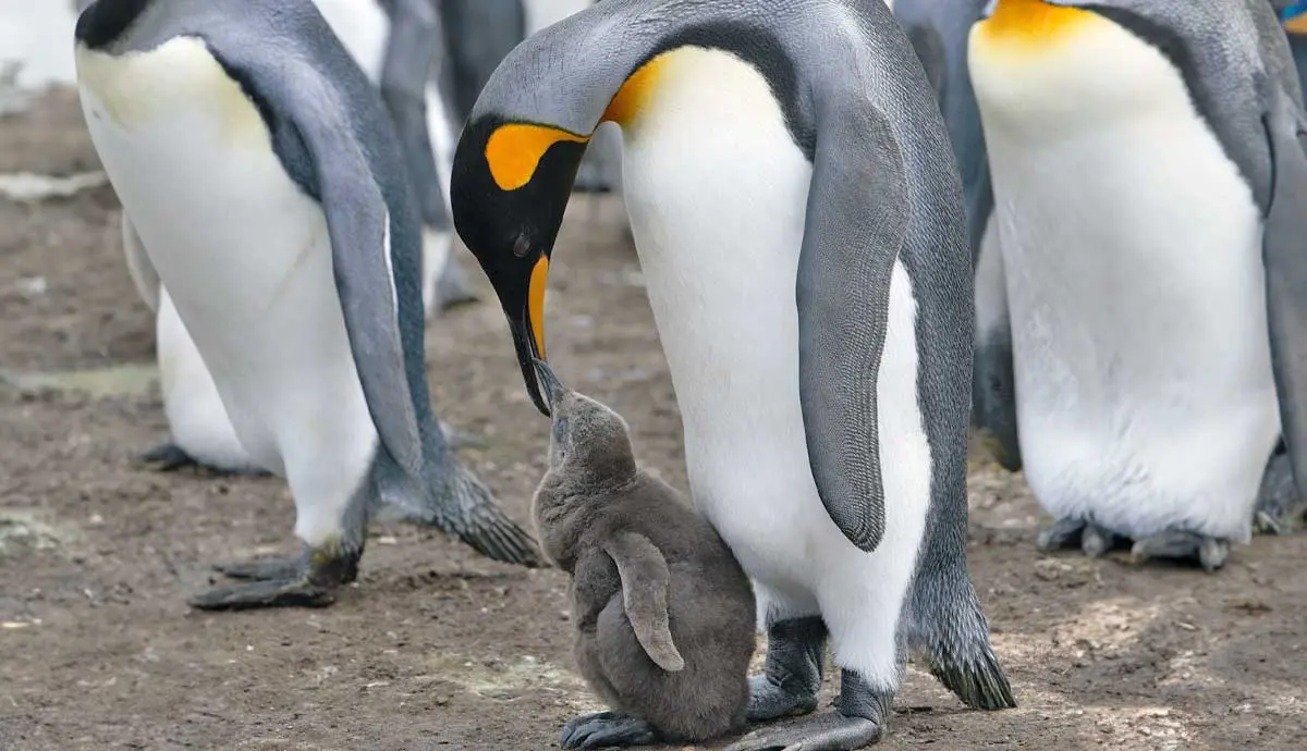emperor penguin baby motherhood