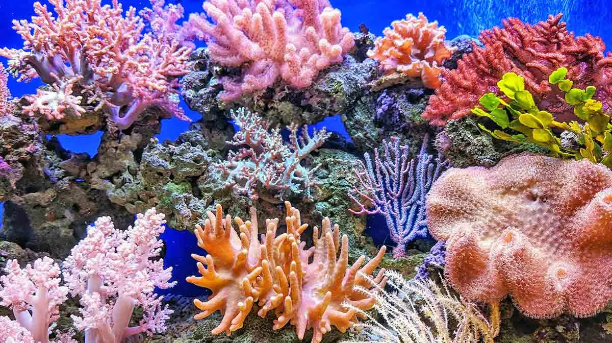 live coral aquarium aquascape
