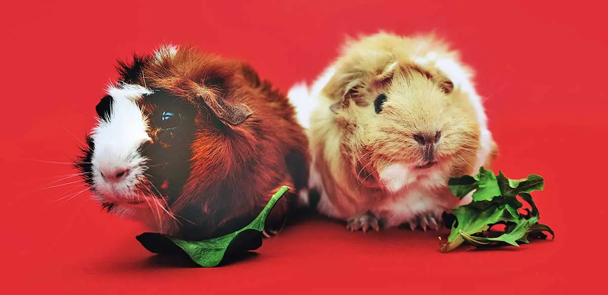 guinea pigs with greens
