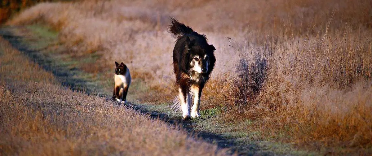 dog and cat walking