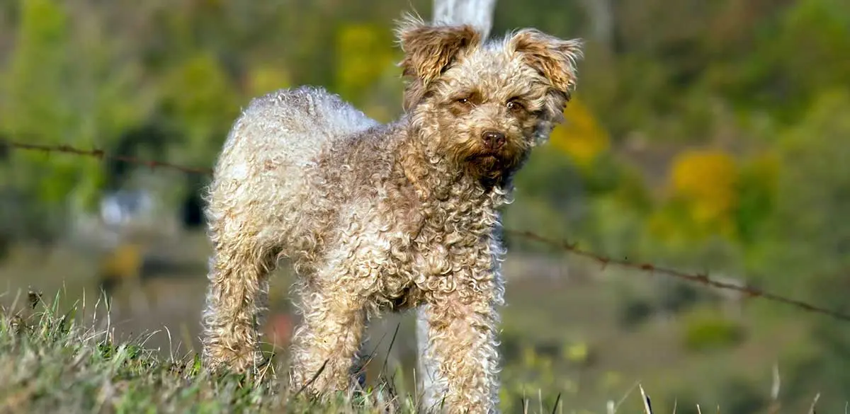 brown pumi dog staring at camera