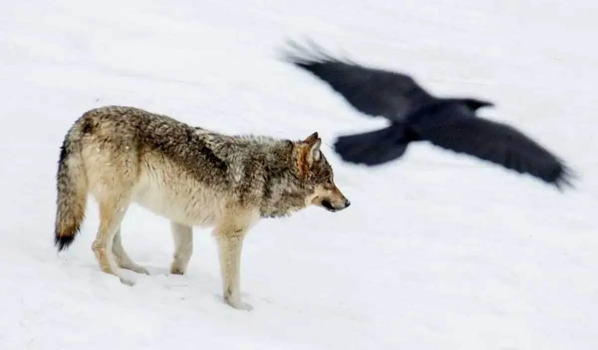 wolf raven winter snow
