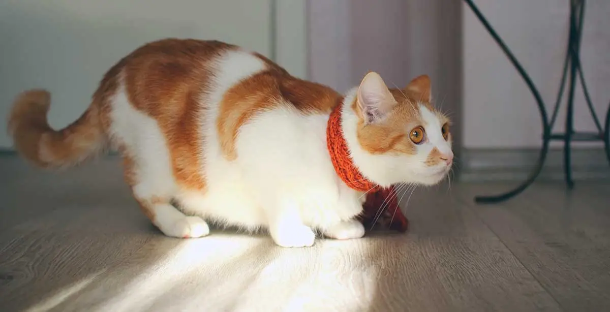orange white cat wiggle