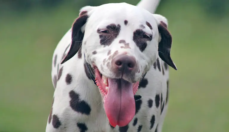 why are dalmatians prone to deafness