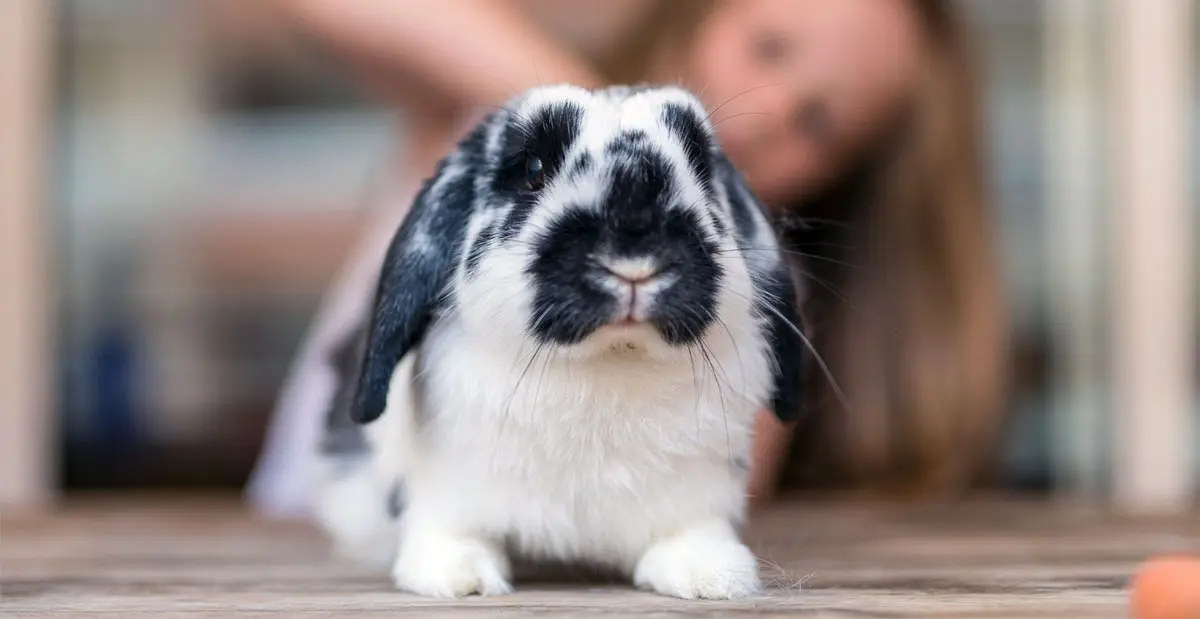 cute lop rabbit