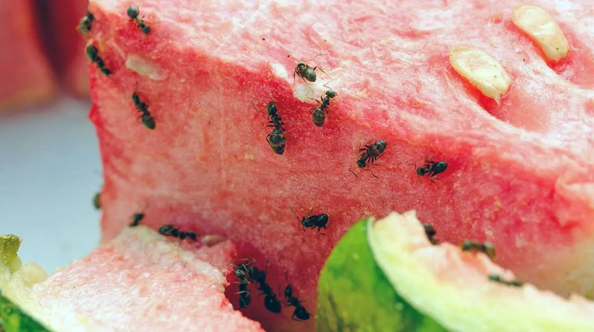ants on a slice of watermelon