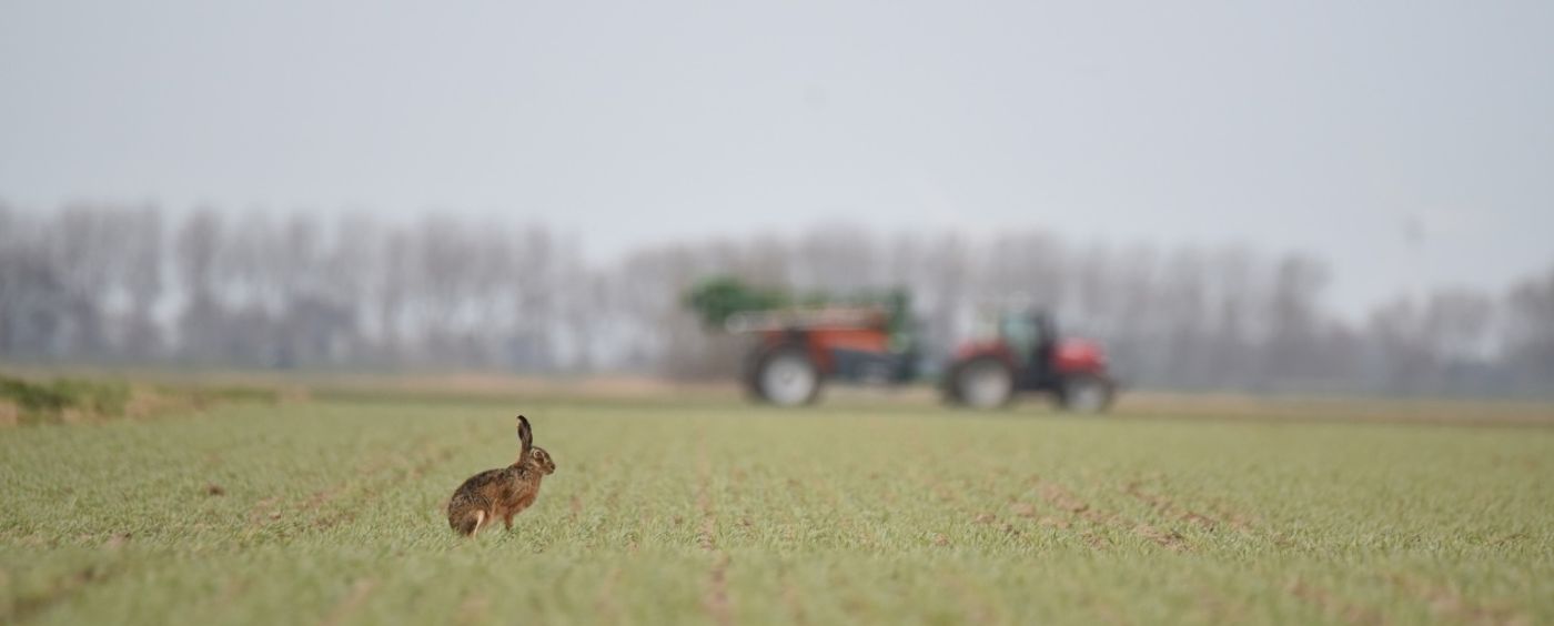 Haas bij boer op het land