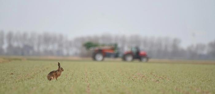 Haas in het veld bij boer