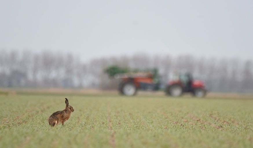 Haas bij boer op het land