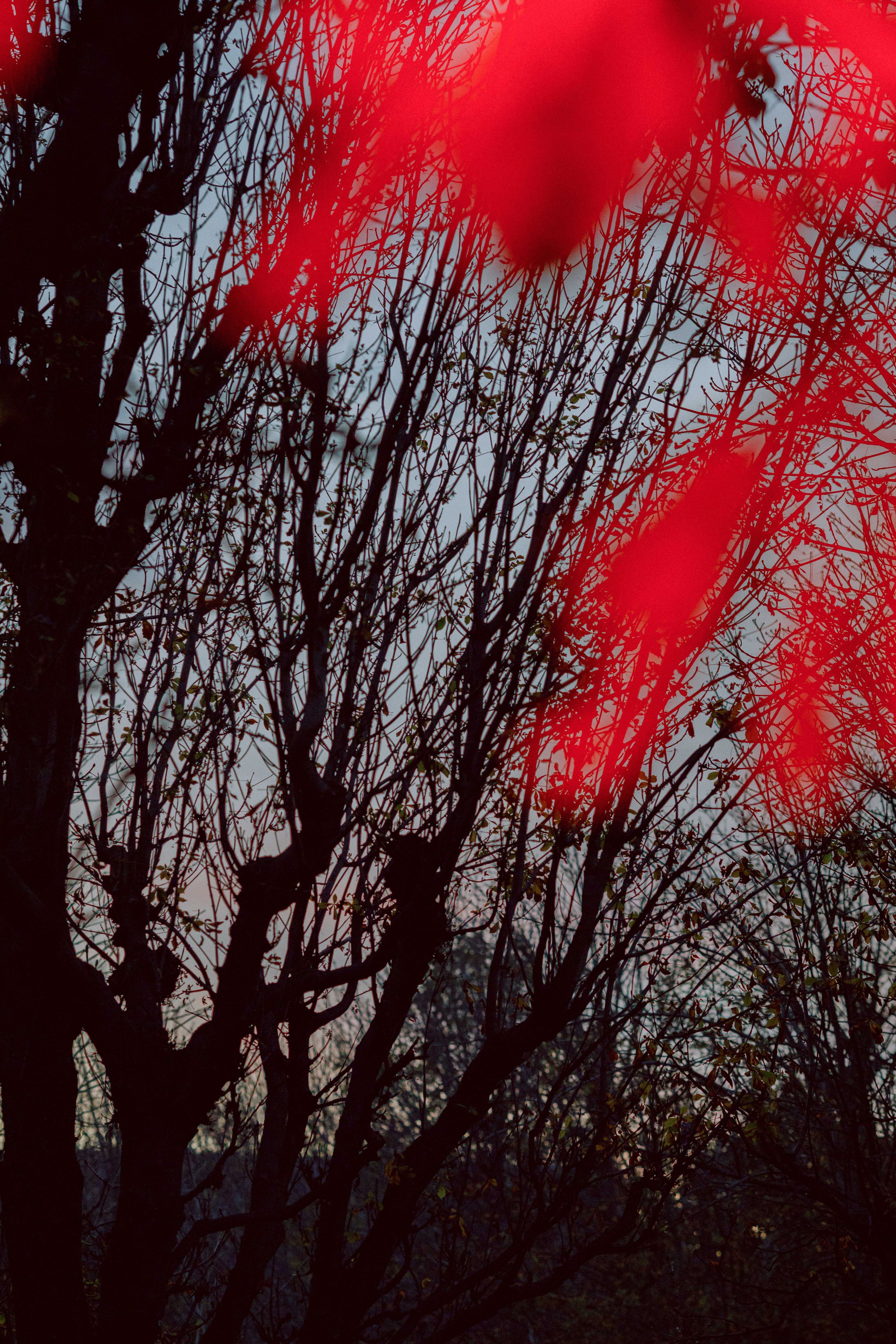 red takeover twigs trees pattern augarten wien