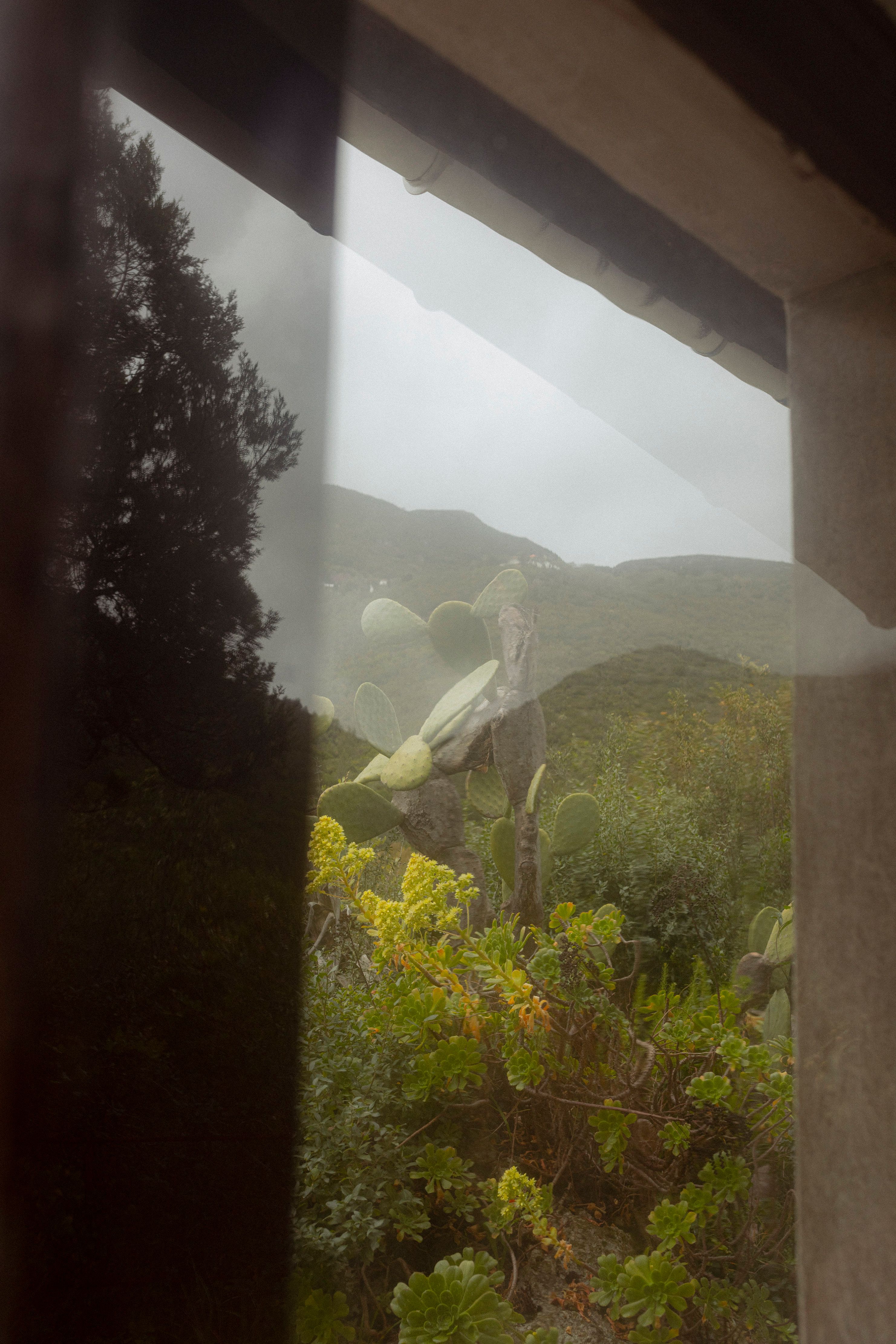 green misty arrabida cactus portugal sintra