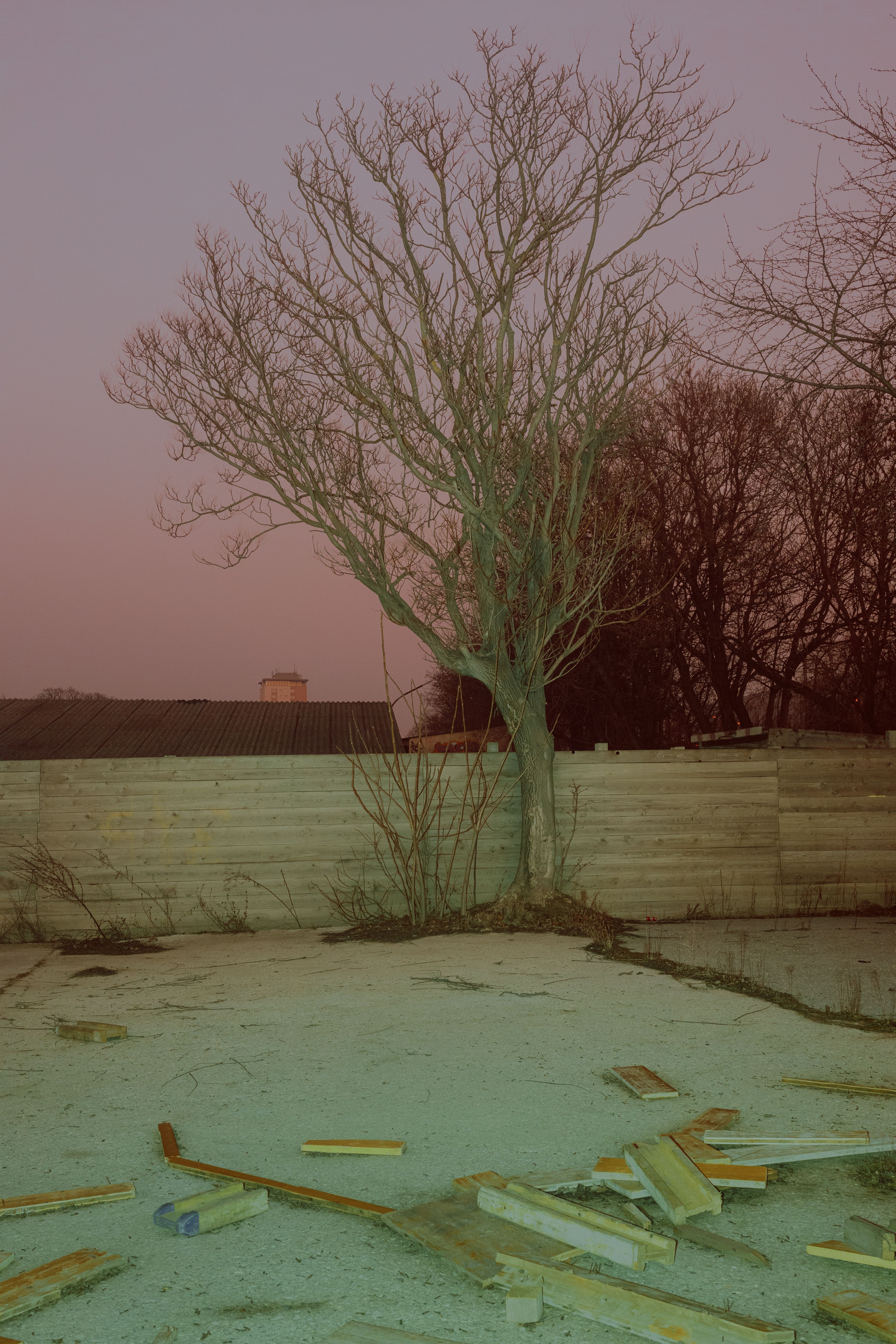 dusk tree