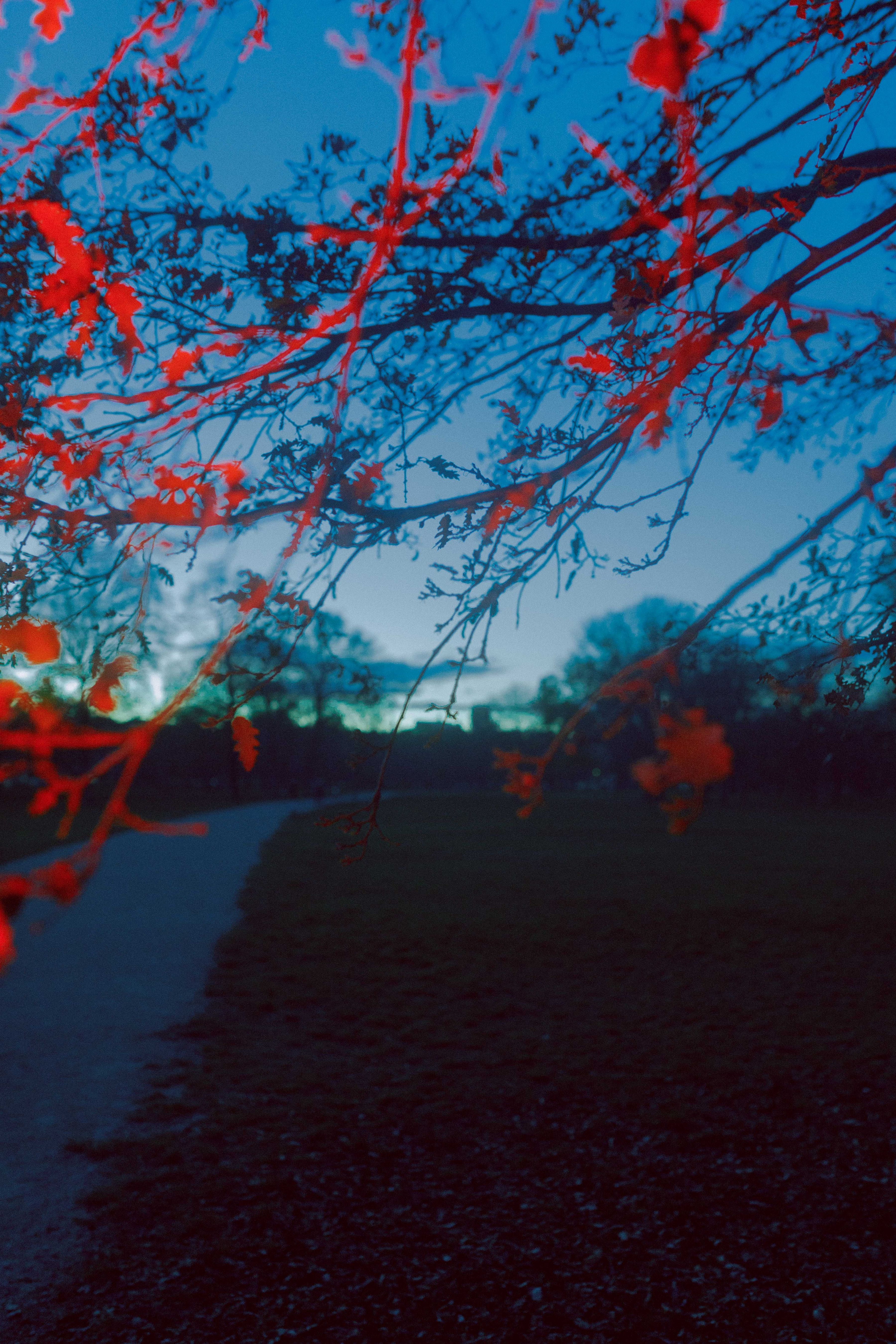 blue red twigs prater vienna