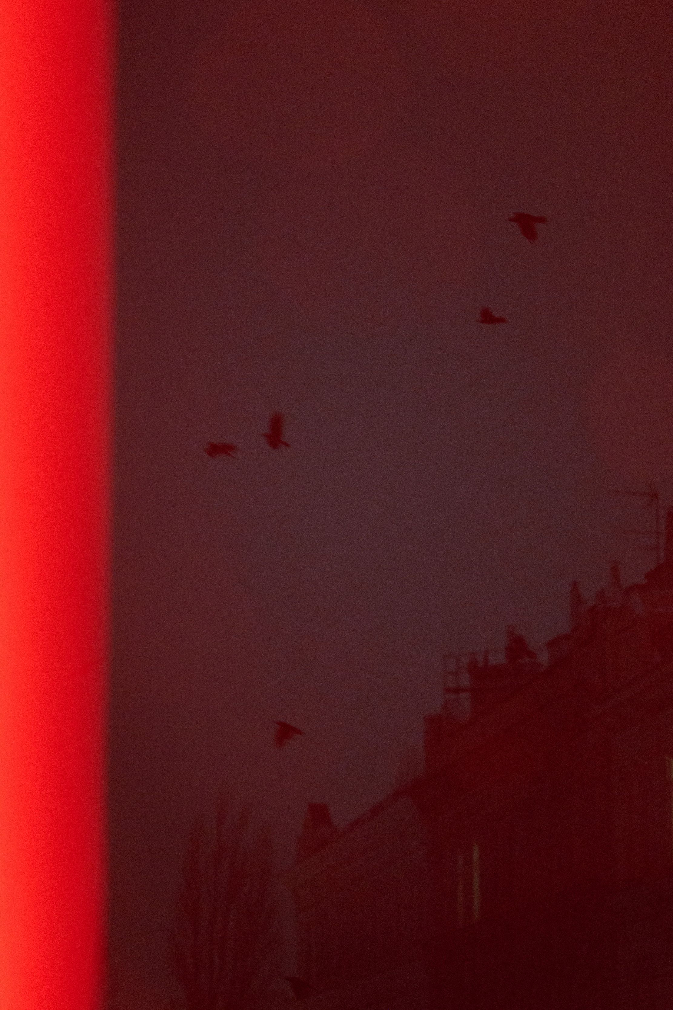 crows flying through a red city nightscape