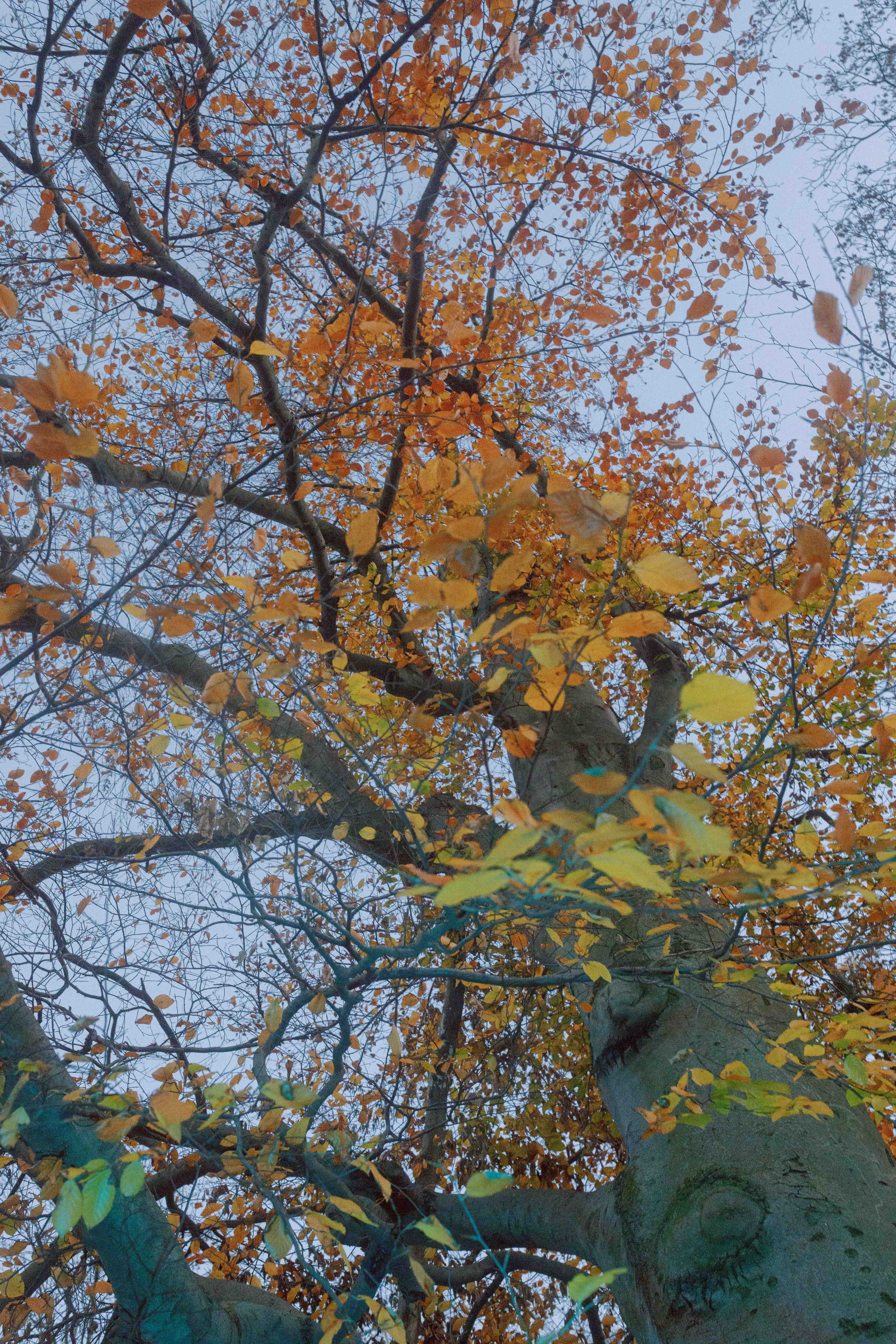 tree branches with different color leaves green yellow cyan blue