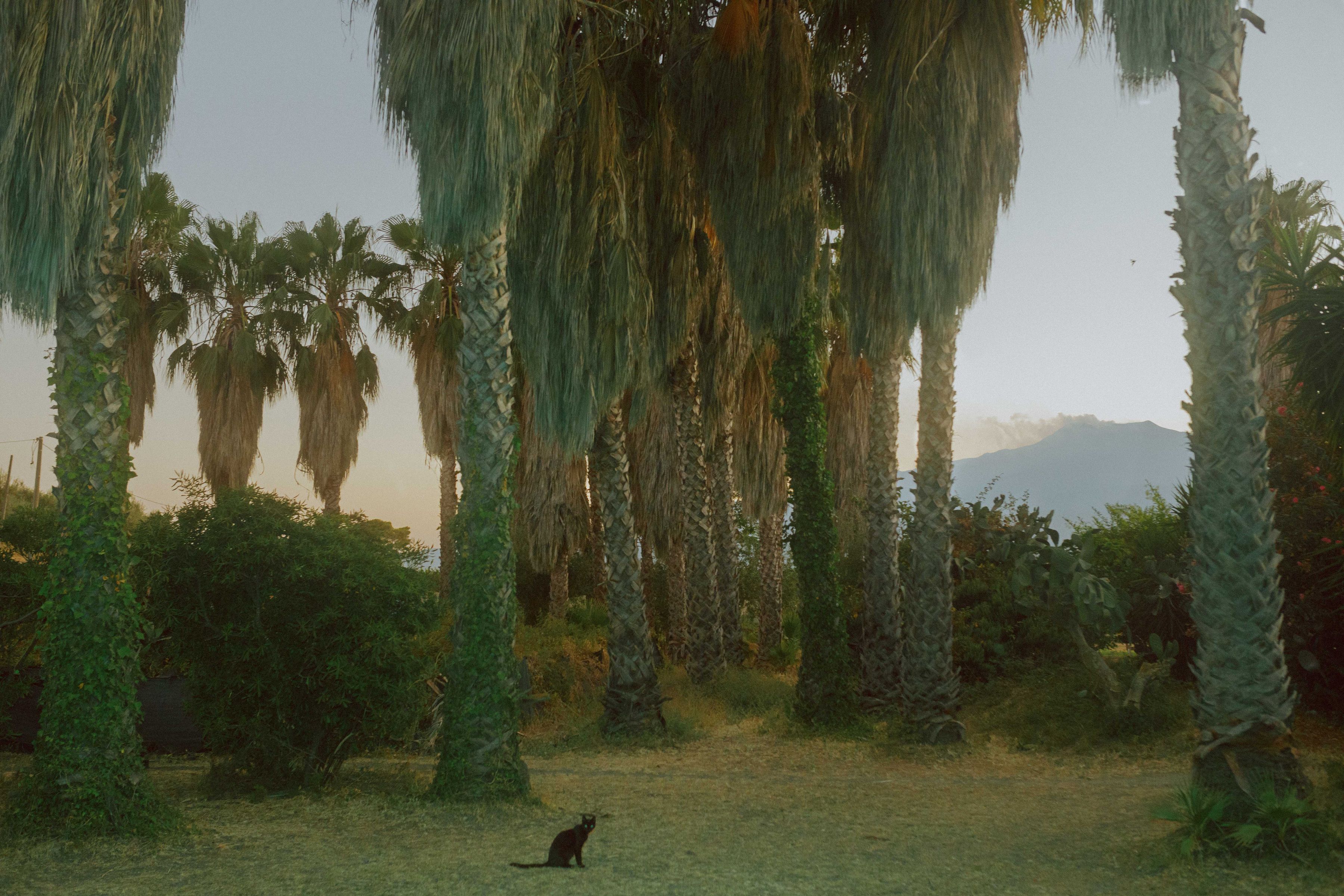 cat palm trees mount etna volcano