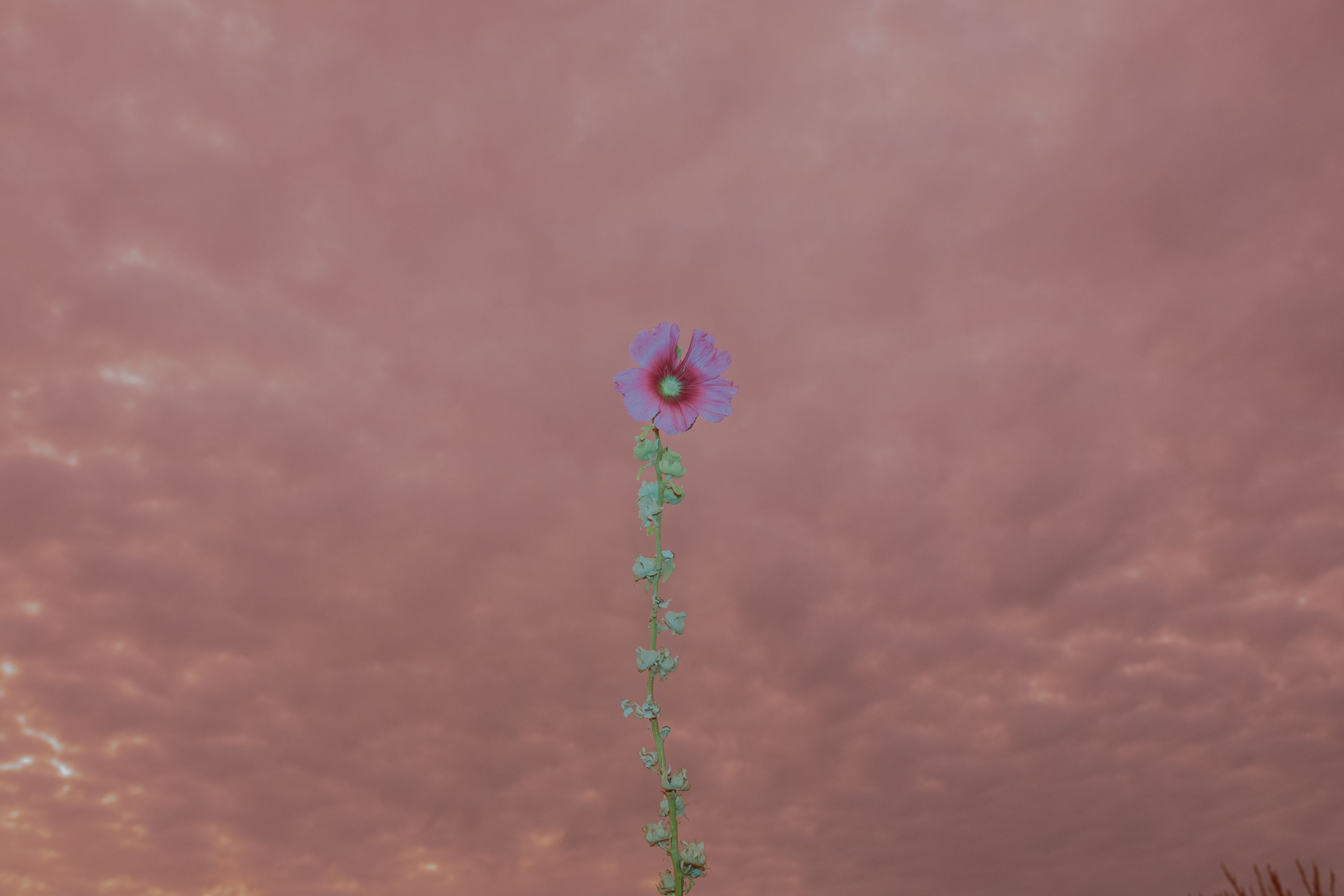 flower in front of pink sky purple croatia velebit