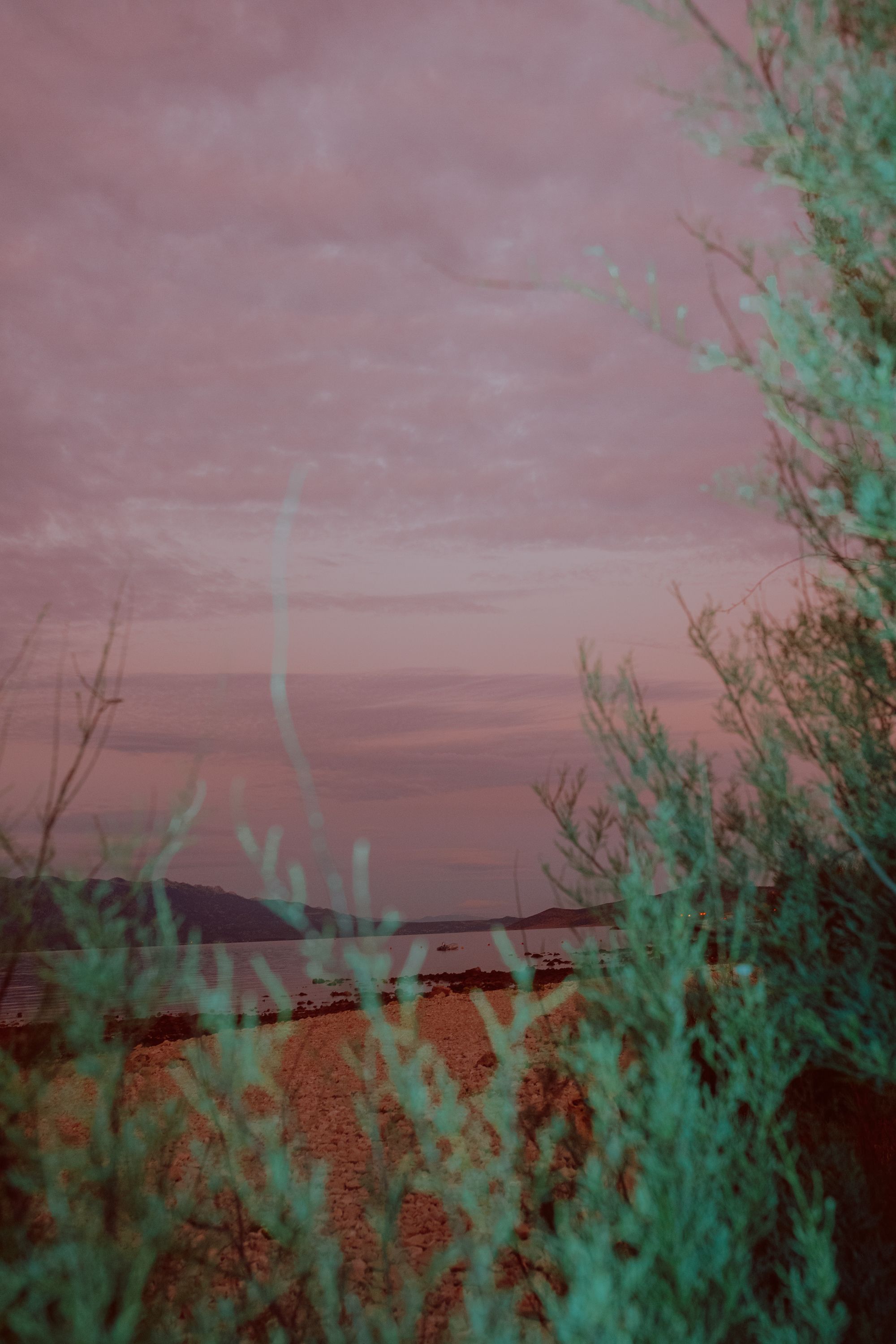 pink sky green branches reaching upwards croatia velebit