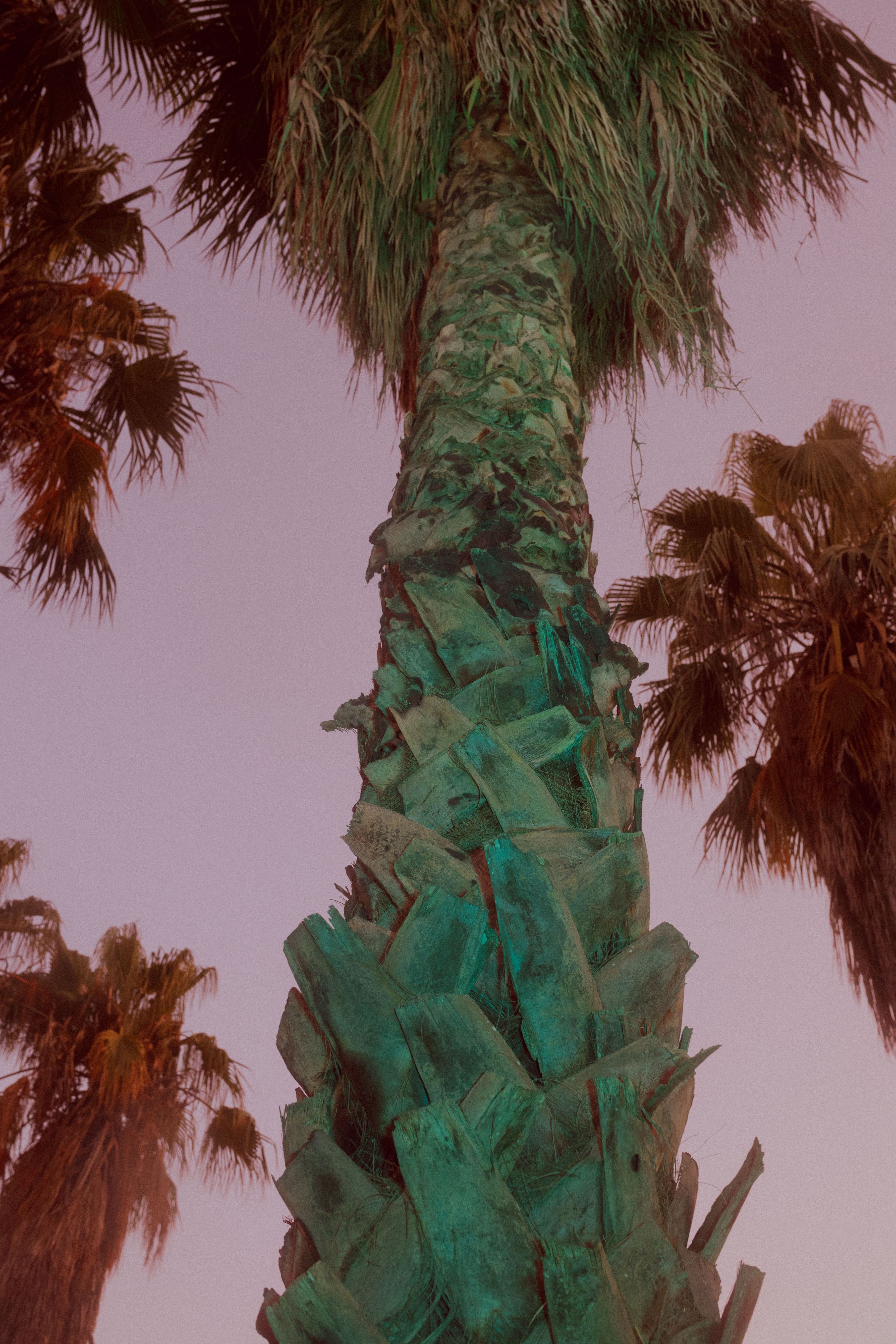 palm tree sicily pink green mood artistic