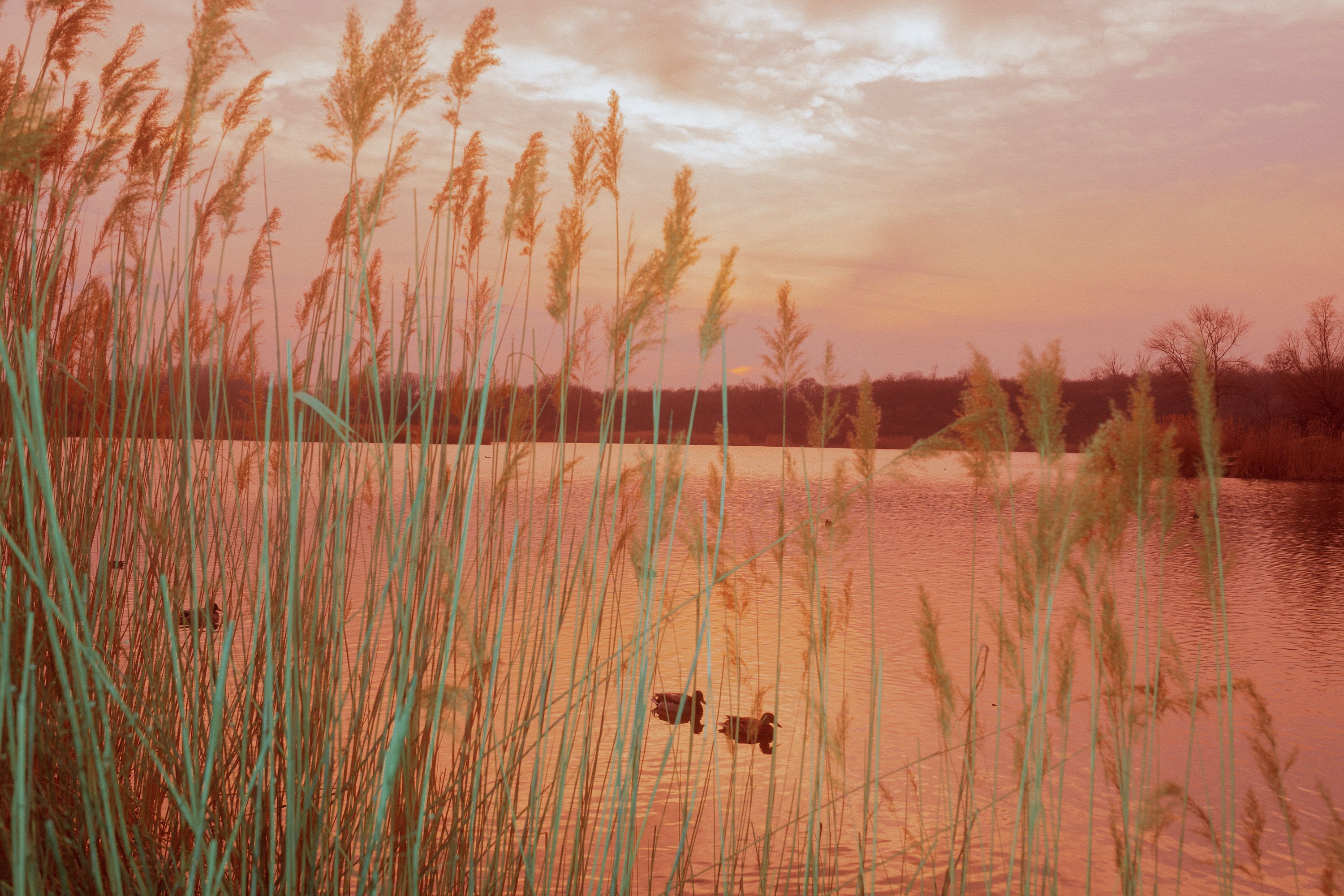 ducks behind reeds fire sky lake amazon