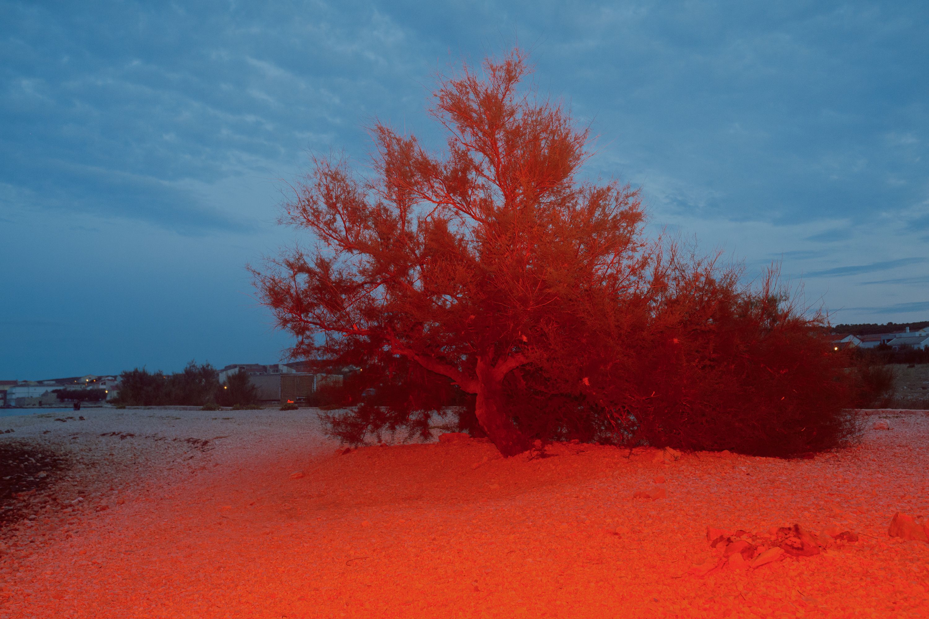 red tree birds sing blue sea