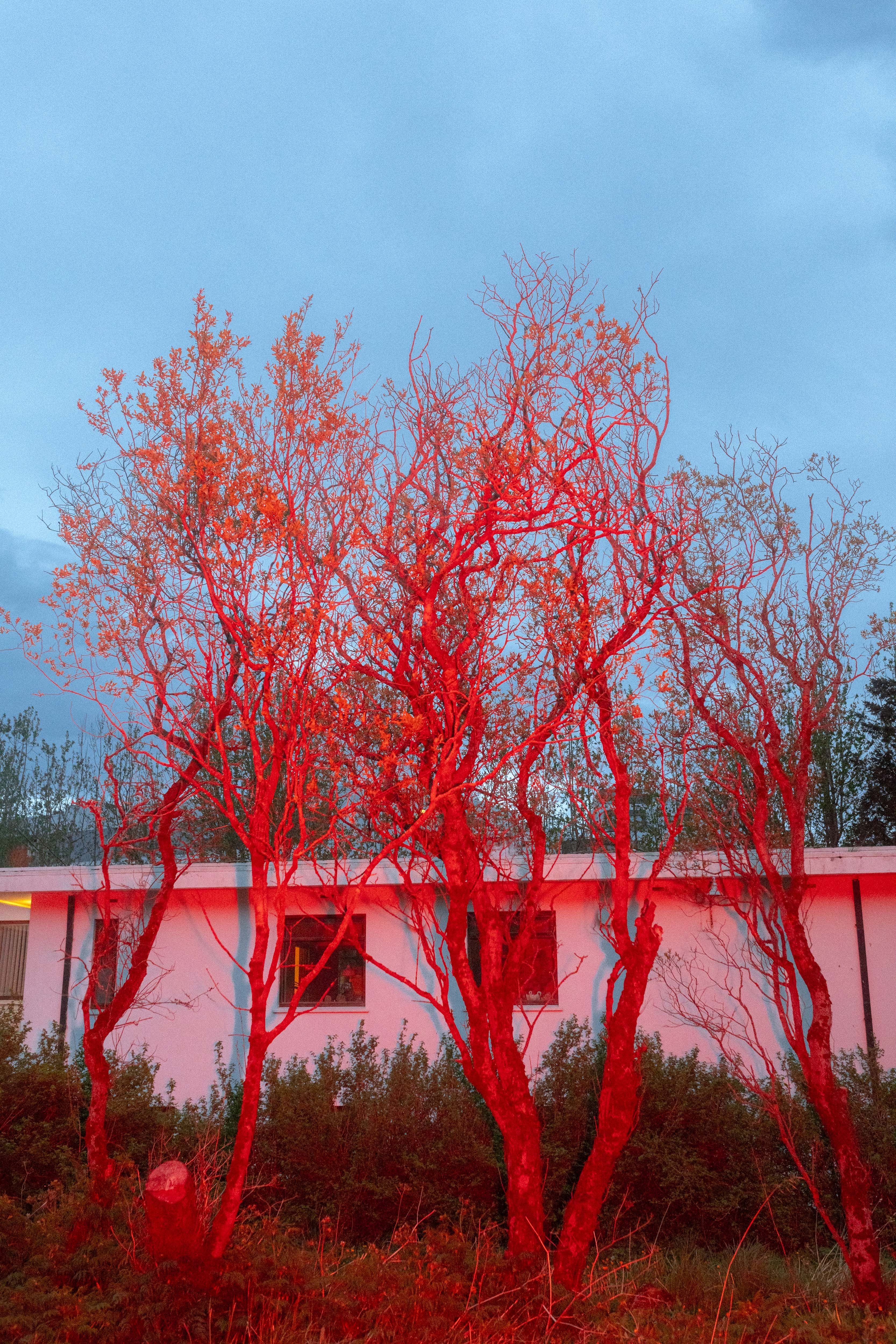 trees in reykjavik iceland