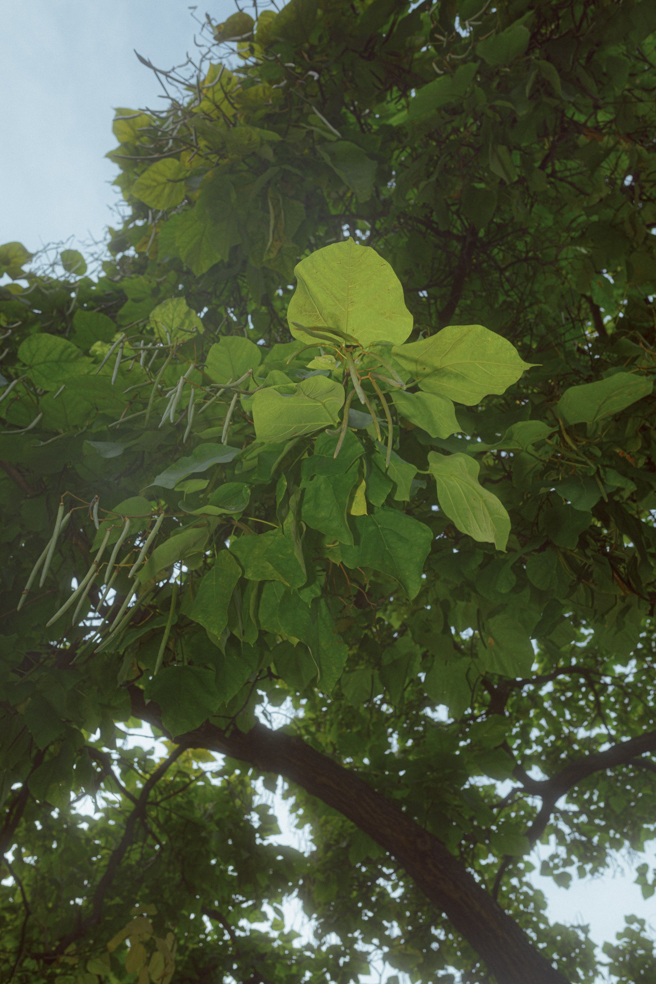 leaves trees rathauspark vienna