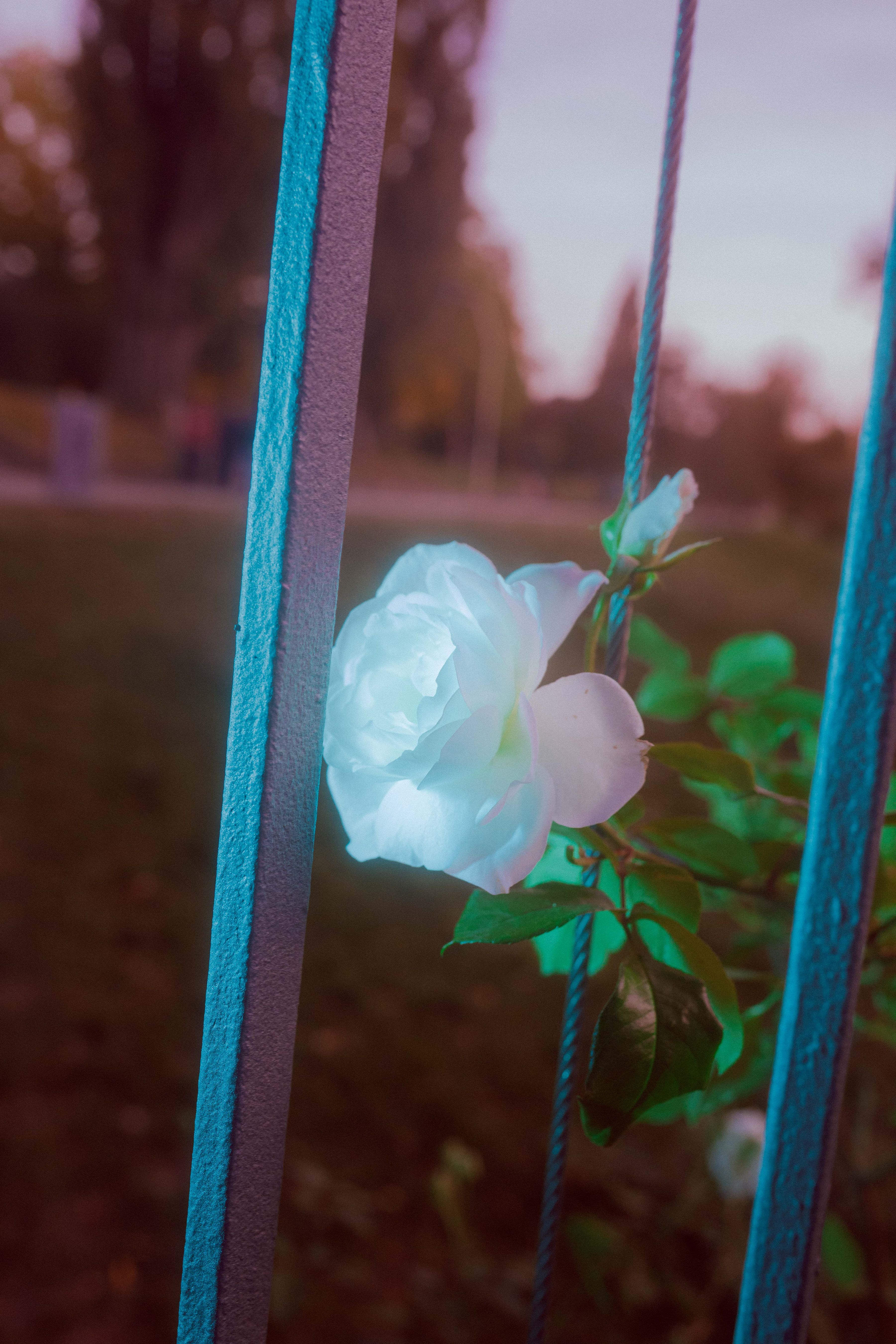 flower cage white palesors