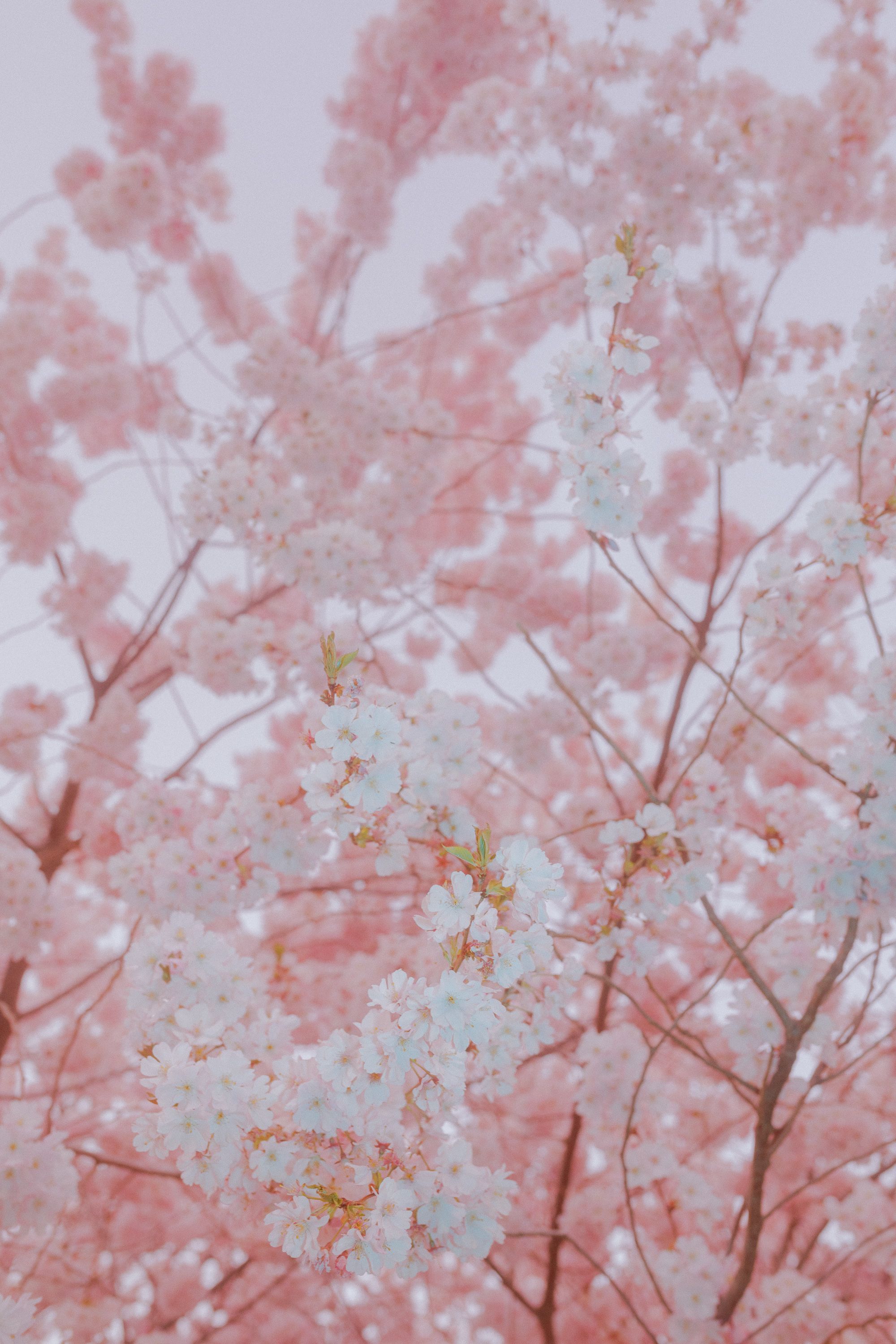 cherry flowers in pink spring