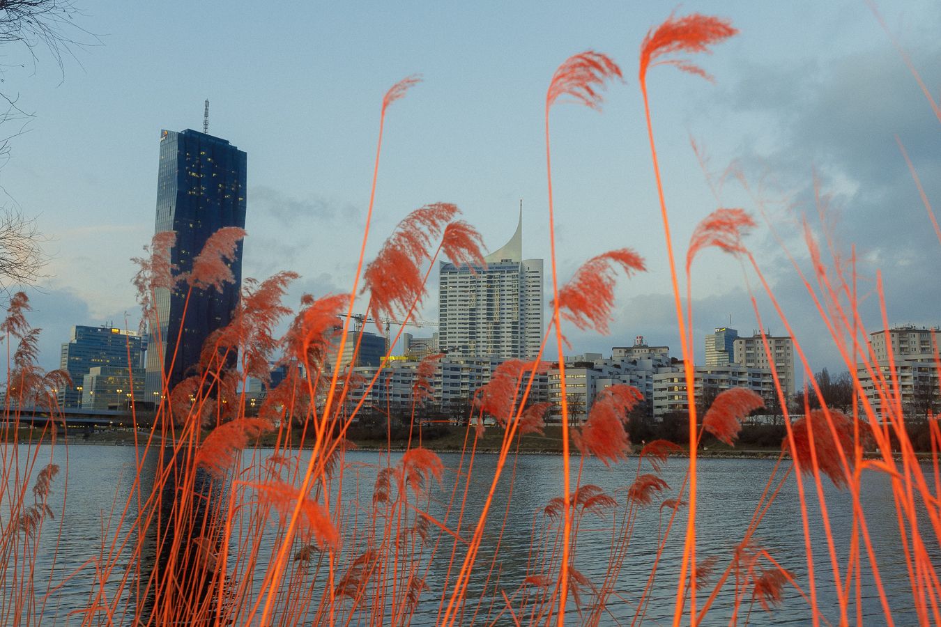 red wheat skyline