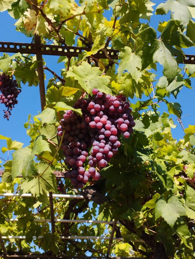 Cretan wine tour