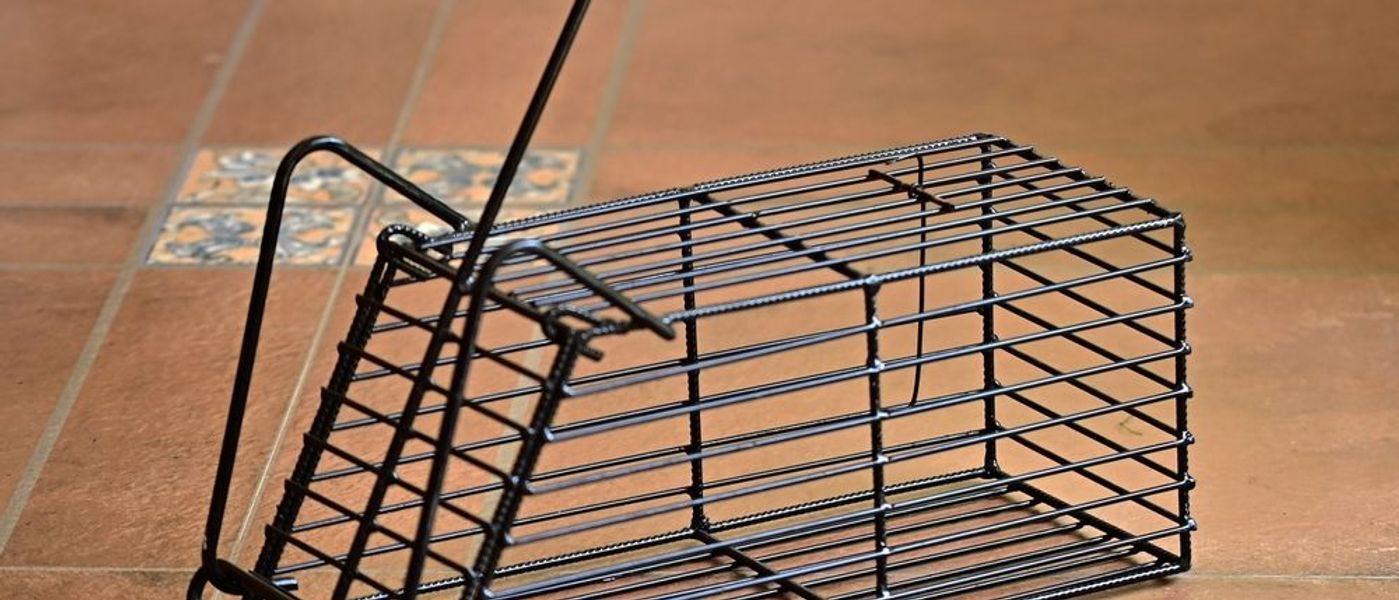 Rodent-Proofing Your Home Before Fall